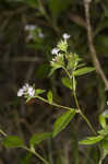 Carolina elephantsfoot